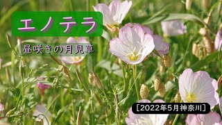 エノテラ、昼に咲く月見草の仲間 2022年5月 神奈川Oenothera speciosa [upl. by Dric]