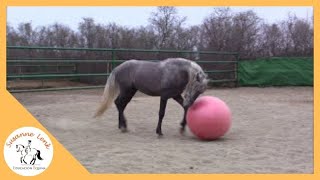 Agility para Caballos Potro Amoroso jugando con la pelota grande para caballos parte 2 [upl. by Nicolais]