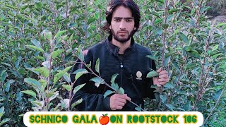 Book your HiDensity Plants At Trisel Pulwama Contact Gh Mohd 9622084872 Schnico Gala on M106 [upl. by Mines886]