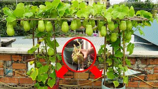 Growing Chayote In Plastic ContainersThis Way Is Quick To Harvest And Produces A Lot Of Fruit [upl. by Doro]