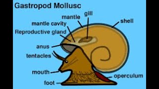 Torsion in Gastropoda [upl. by Arihsak]