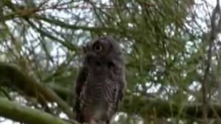 Western Screech Owl [upl. by Ripp]