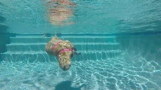 Sweetie the Capybara in the pool [upl. by Lexy]