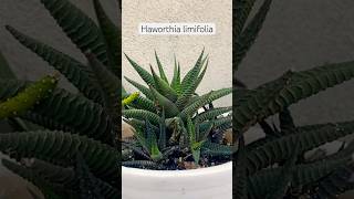 Succulent Haworthia limifolia succulent haworthia hardyplants [upl. by Casteel]