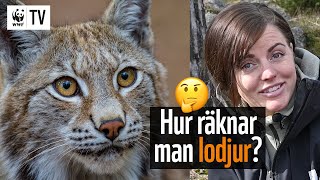 Hur räknar man lodjur 🐱🐾  WWF TV [upl. by Gutow]