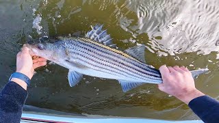 How to Catch Striped Bass Live Bait Rig [upl. by Nannoc]