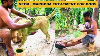 Herbal Treatment for Dog  Neem Treatment  DOG TREATMENT [upl. by Si]