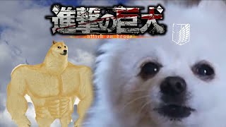 【진격의 거견】op2 「자유의 날개」 강아지 리믹스  attack on titan dog cover [upl. by Corly708]