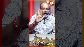 50 வகையான sound கொடுத்து யானையை கட்டுப்படுத்தலாம் cheyyarbalu trending viralvideo elephant [upl. by Barnie]