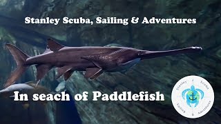 Scuba Diving in search of PaddleFish [upl. by Eussoj416]