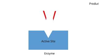 Enzymes Mechanism of Action Factors Affecting Activity  Lecture 5a [upl. by Ybbob551]