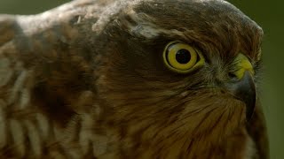 How sparrowhawks catch garden birds  Life in the Air Episode 2 Preview  BBC One [upl. by Anam]