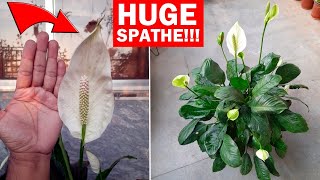 Peace Lily Plant CARE 101  My TIPS To Get MORE Flowers [upl. by Iiette]