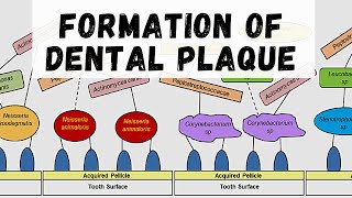 FORMATION OF DENTAL PLAQUE  Dental Plaque Part 2 [upl. by Winnick937]