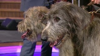 The Beautiful Bunratty Wolfhounds Need Names  The Ray DArcy Show  RTÉ One [upl. by Yurik411]