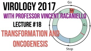 Virology Lectures 2017 18 Transformation and Oncogenesis [upl. by Mali]