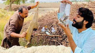 Finches Birds pakr liya 😱  How to Catch Finches Birds  Apna Dihat [upl. by Yllek]