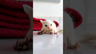 Sugar Glider Flying animal Eating so lovely and adorable [upl. by Skiba981]