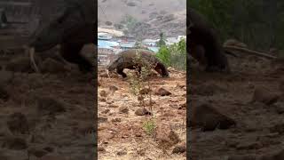 scary Komodo dragon😱😱🦕🦖🦖 [upl. by Noeruat]