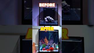 3 Aquascaping Tips to Make Your Reef Tank POP [upl. by Arytas]