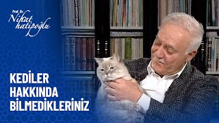 Yaratılış mucizeleri  Kediler  Nihat Hatipoğlu Sorularınızı Cevaplıyor 432 Bölüm [upl. by Ydisahc]