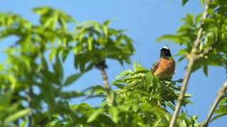 Natuurwandeling De Maasheggen [upl. by Manton]