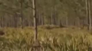 1 Skunk Ape Footage That Really Needs A Investigation Florida Bigfoot [upl. by Rawdin]