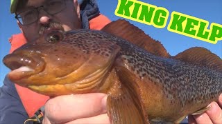 WA Fish Quest EP 53 Kelp Greenling [upl. by Home]