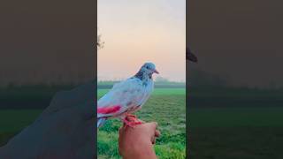 New pigeon ki training start😱🔥🕊️pigeontrainingpigeon shortvideo kabootar youtubeshort [upl. by Ahsenek172]