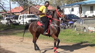 quotBIG SASSYquot Racking Standardbred Trail Horse WOW [upl. by Kelby]