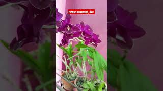 Orchid shortvideo rooftopgardens shorts flowers [upl. by Ahsiryt]