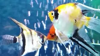 Angelfish aggression  angelfish breeding pair fighting off intruders [upl. by Derian]