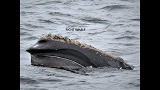 Whale watching out of Gloucester MA [upl. by Brunhild]