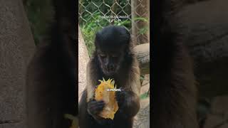 ¿EL MEJOR ZOOLÓGICO DE 🇨🇴 😱 [upl. by Enilkcaj85]