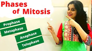 Mitosis ICSE Class 10 Biology  Phases of Mitosis with Diagram [upl. by Fleisig]