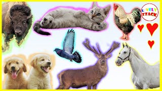 Learning Animals Names for Kids Kindergarten  Videos and Sounds  Birds and Mammals  Cat  Kitten [upl. by Paymar]