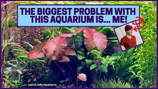 Biggest Problem with Heavily Planted Aquarium Me [upl. by Chere]