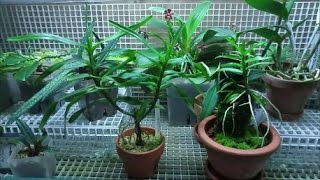 Angraecum germinyanum and Angraecum viguieri Orchids update [upl. by Idurt]