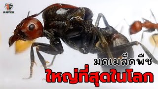 Anter EP 27  มดเมล็ดพืชที่ใหญ่ที่สุดในโลก Messor cephalotes [upl. by Aseiram]