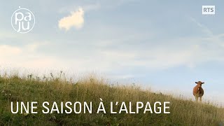 Dans cette ferme du Jura les anciens gardent les vaches et fabriquent le fromage [upl. by Berglund]