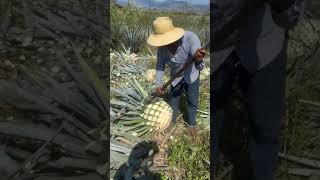 Colheita da planta usada pra fabricação de tequila [upl. by Ecirtael]