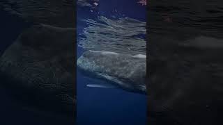 Epic Dive with Sperm Whales🐋🚤🦈🤿🌊shorts youtubeshorts shortsfeed shortvideo viralvideo trending [upl. by Narf]