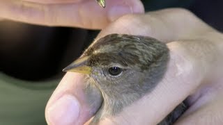 San Francisco Bay Bird Observatory  Passive Banding Passerines [upl. by Aciras]