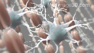 Myelin Sheath Neurons 3D Medical Animation [upl. by Arrakat]