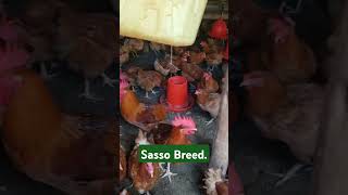 Sasso Chicken Multipurpose [upl. by Phillis]