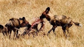 Perros Salvajes  Perros Cazadores  Documental Nat Geo [upl. by Nosirrah761]