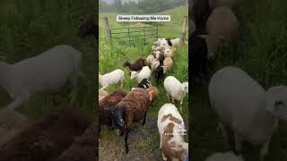 Katahdin Sheep All In A Line [upl. by Earb]