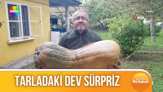 40 kilo 650 gramlık bal kabağı [upl. by Ymrots]