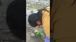 The process of growing watercress in streams [upl. by Notsej]