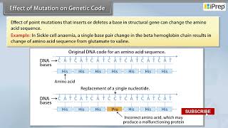 Effect of Mutation on Genetic Code  Molecular Basis of Inheritance  Biology  Class 12th  iPrep [upl. by Oniuqa]